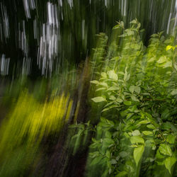 Plants growing in sunlight