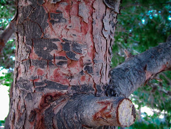 Close-up of old tree trunk