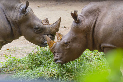 Rhinoceros in a field