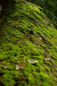 High angle view of moss growing on field