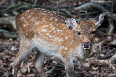 Portrait of deer