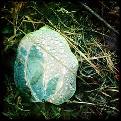 Close-up of leaves in water