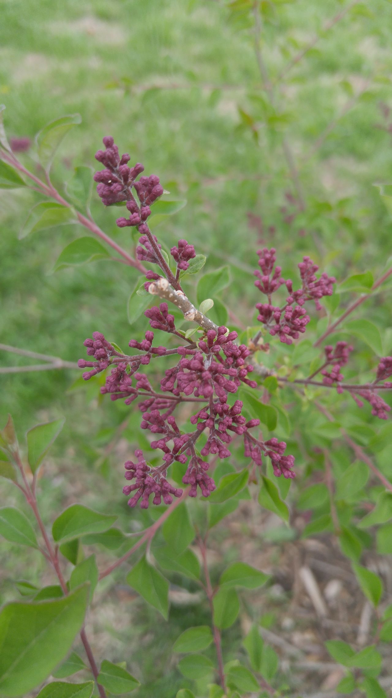 Budding shrub