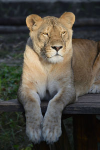 Female lion portrait 