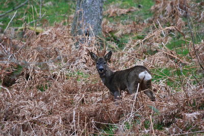 Side view of deer on field