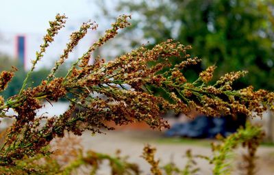 Close-up of moss on branch against blurred background