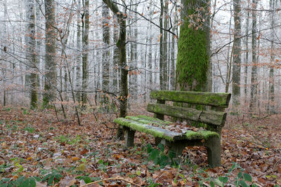 Empty bench in forest