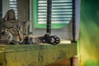 Cat sleeping on wooden structure