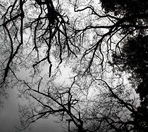 Low angle view of bare trees against sky