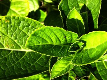 Close-up of green leaves