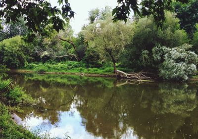 Reflection of trees in lake