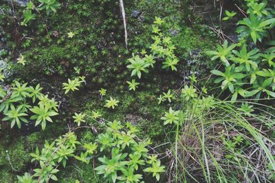 Plants and leaves