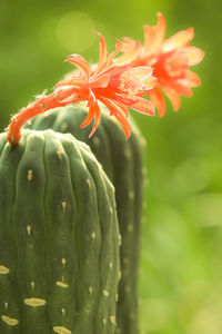 Close-up of orange flowering plant