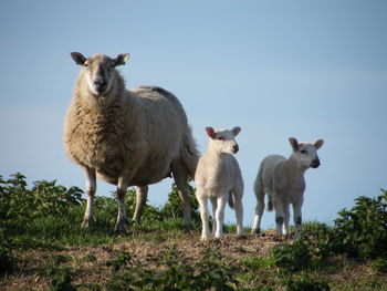 View of sheep with lambs on field