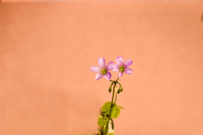 Close-up of pink flowering plant