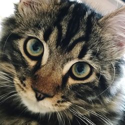 Close-up portrait of a cat