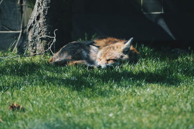 Close-up of fox lying on grass