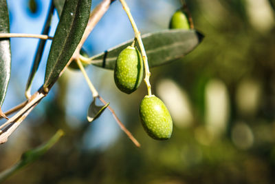 Close-up of fruits growing on tree