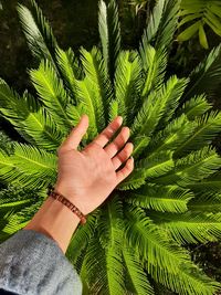 Close-up of hand above palm tree