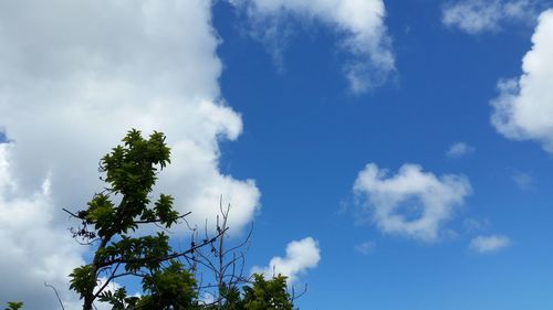 Low angle view of trees against cloudy sky