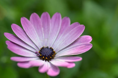 Close-up of fresh purple flower