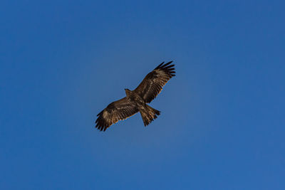 Low angle view of eagle flying in sky