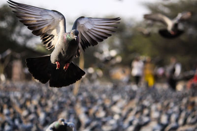 Bird flying