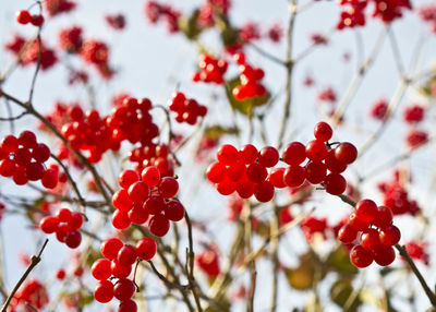 Close-up of red berries on tree