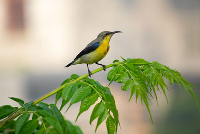 Bird perching on leaf