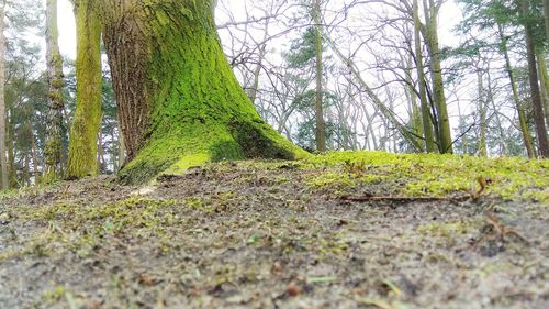 Surface level of trees growing in forest