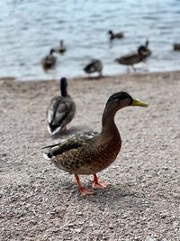 Mallard duck on the beach