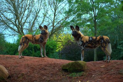 Painted dogs in their enclosure at chester zoo.  uk.