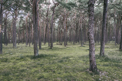 Trees in forest