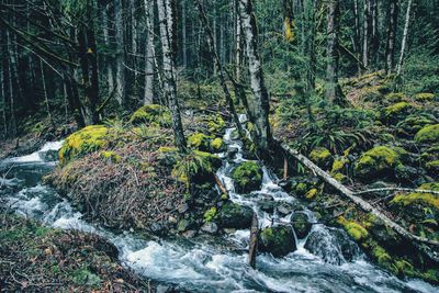 Scenic view of waterfall in forest against sky