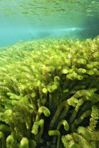 Close-up of coral in sea