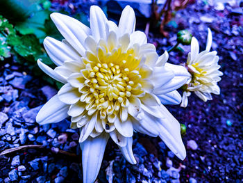 High angle view of white flowering plant