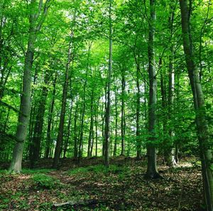 Low angle view of trees