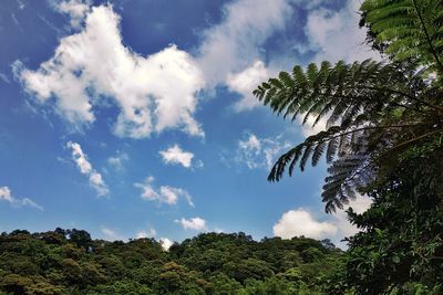 Low angle view of palm trees against sky