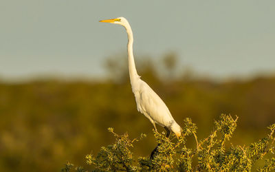 Bird perching on plant