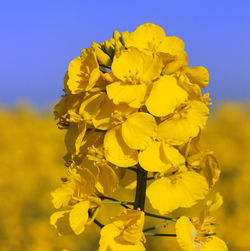 Close-up of yellow flowering plant against sky