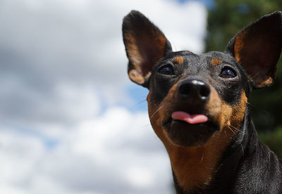 Close-up of alert dog looking away