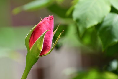 Close-up of rose bud