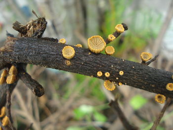 Close-up of fungus growing on tree