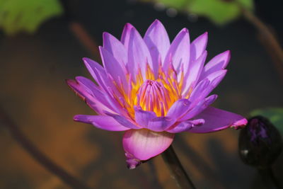 Close-up of pink flower