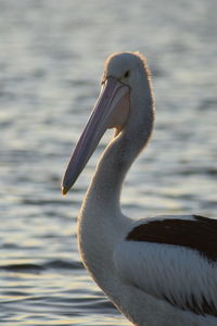 Close-up of bird