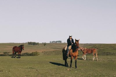 Horses on a field