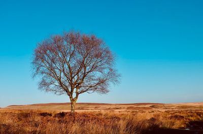 Bare tree on field against clear sky