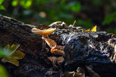 Close-up of mushroom