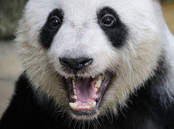 Close-up portrait of an animal