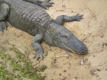 High angle view of crocodile on beach